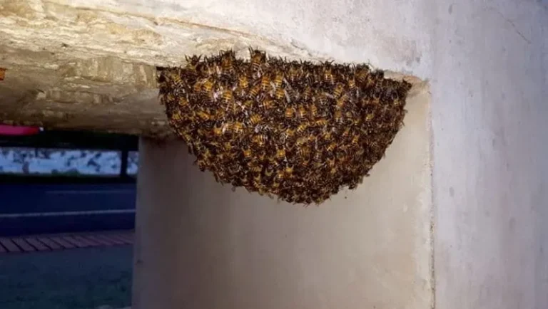 abejas en un panal en una casa