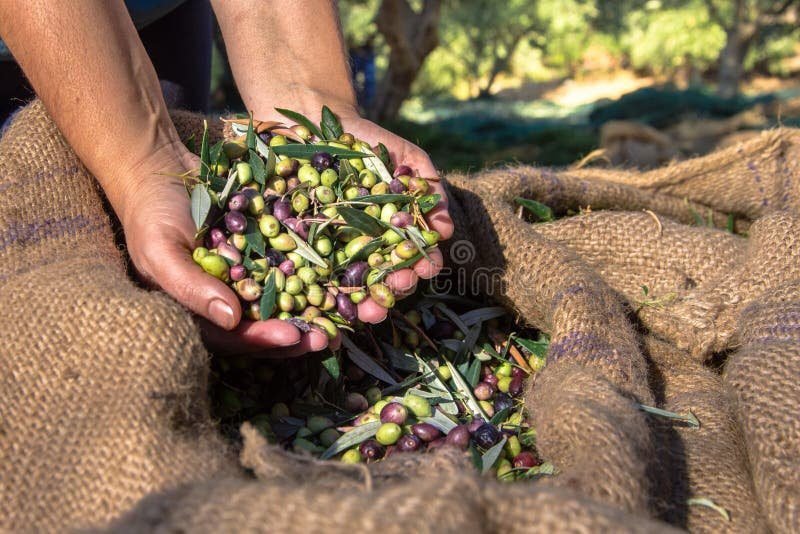 Por qué elegir el aceite de oliva de Cruz del Eje para tu cocina 5 Por qué elegir el aceite de oliva de Cruz del Eje para tu cocina