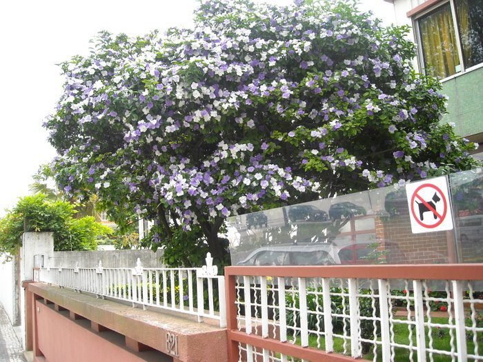 Qué tipo de árbol tiene flores violetas y blancas