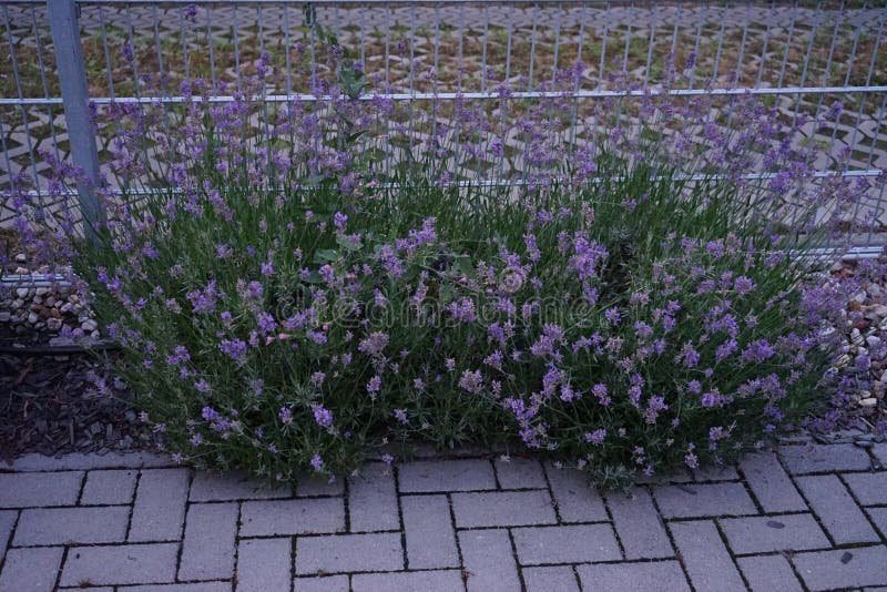 Qué beneficios y cuidados tiene el arbusto de lavanda en tu jardín 6 Qué beneficios y cuidados tiene el arbusto de lavanda en tu jardín