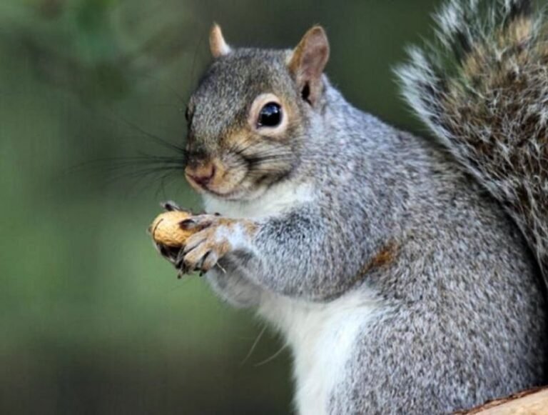 Quién es la ardilla de la era del hielo y por qué es tan famosa 16 ardilla prehistorica sosteniendo una nuez