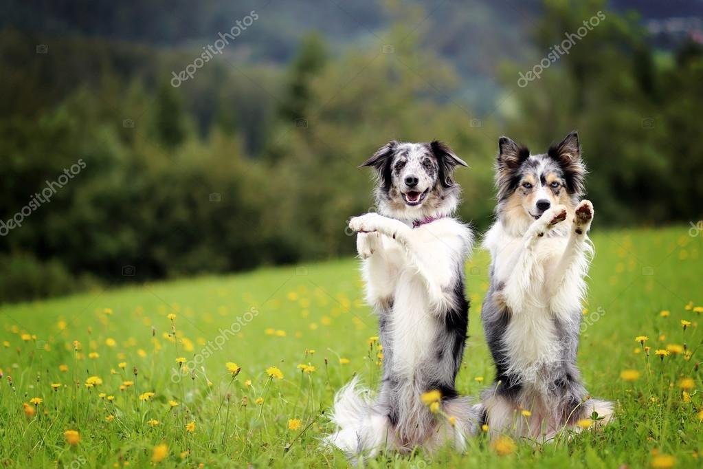 Qué características tiene el Border Collie Blue Merle Tricolor 6 Qué características tiene el Border Collie Blue Merle Tricolor