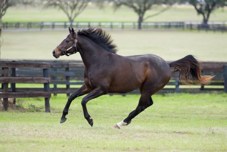 Qué características hacen a los caballos pura sangre de carreras tan especiales 8 Qué características hacen a los caballos pura sangre de carreras tan especiales