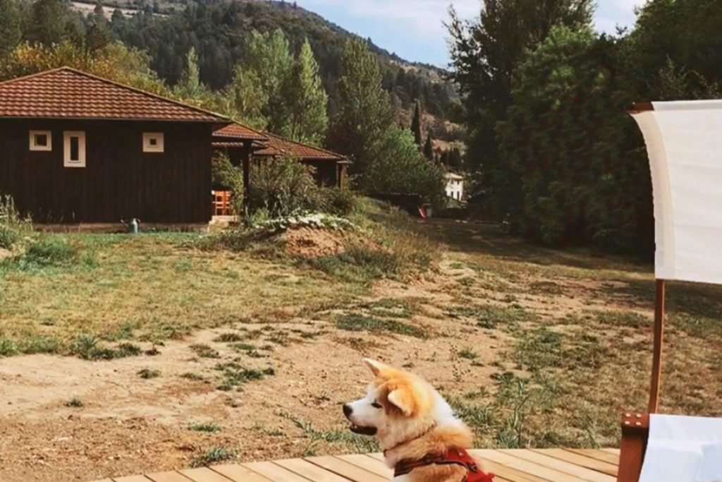 Dónde encontrar cabañas en Carlos Paz que acepten mascotas