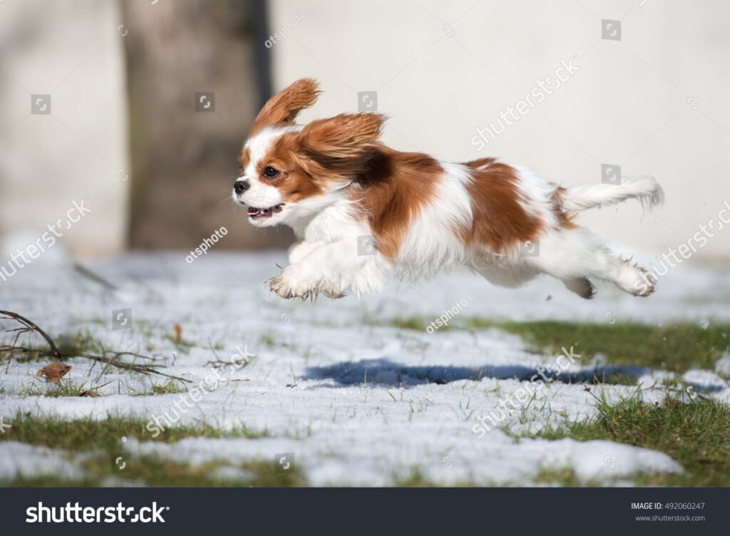 Qué cuidados necesita un bebé Cavalier King Charles Spaniel