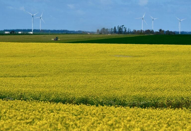campo de flores amarillas en argentina 1