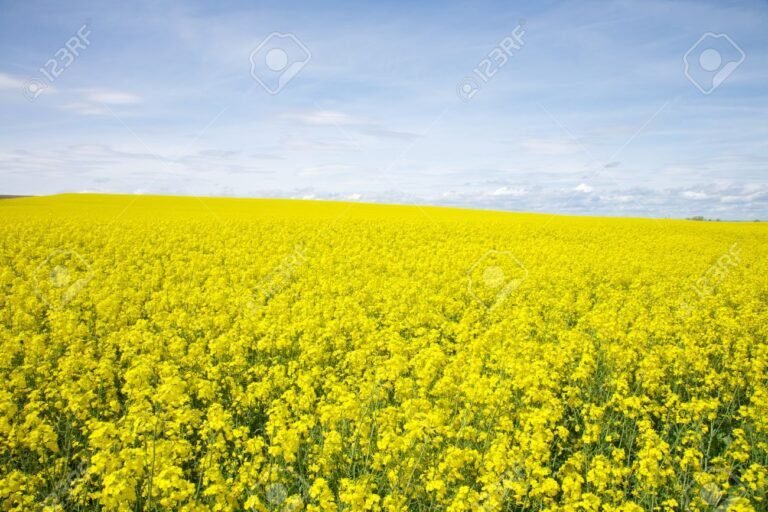 Qué significa el Día de las Flores Amarillas y cómo se celebra 8 campo lleno de flores amarillas 1