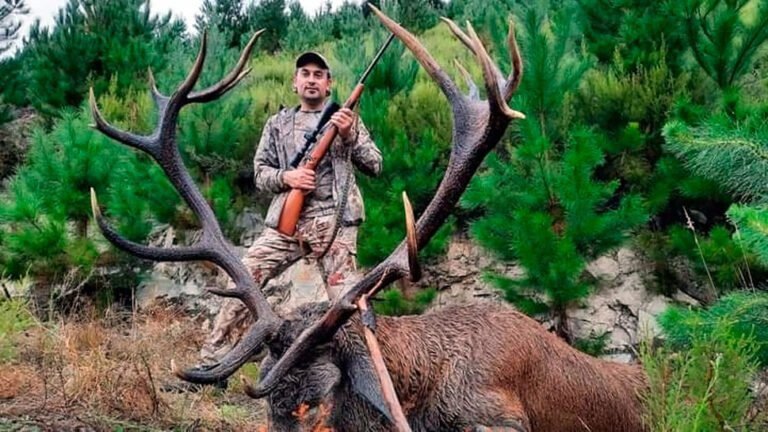 ciervo de oro en la naturaleza