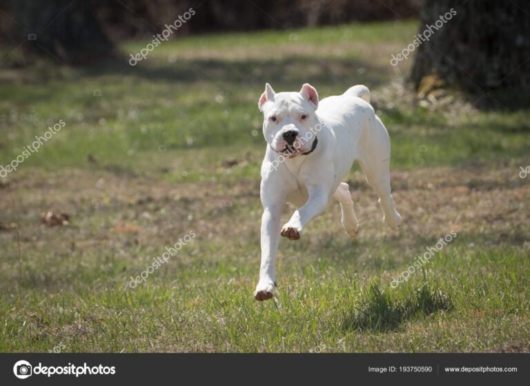 Cuánto cuesta un Dogo Argentino y qué factores influyen en su precio 4 dogo argentino jugando en un parque