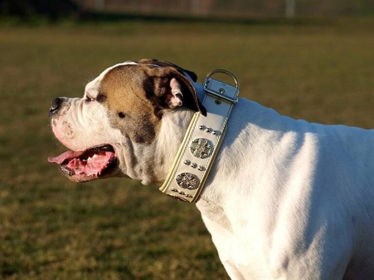 dogo macho con collar llamativo