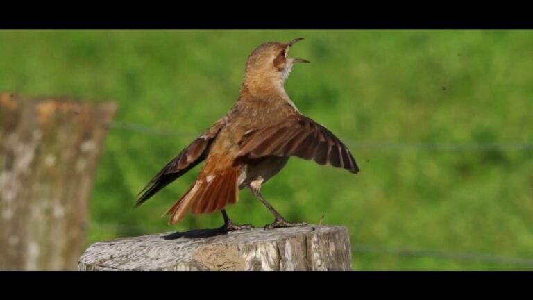 Cuáles son las especies más destacadas de la flora y fauna del nordeste argentino 8 Cuáles son las especies más destacadas de la flora y fauna del nordeste argentino