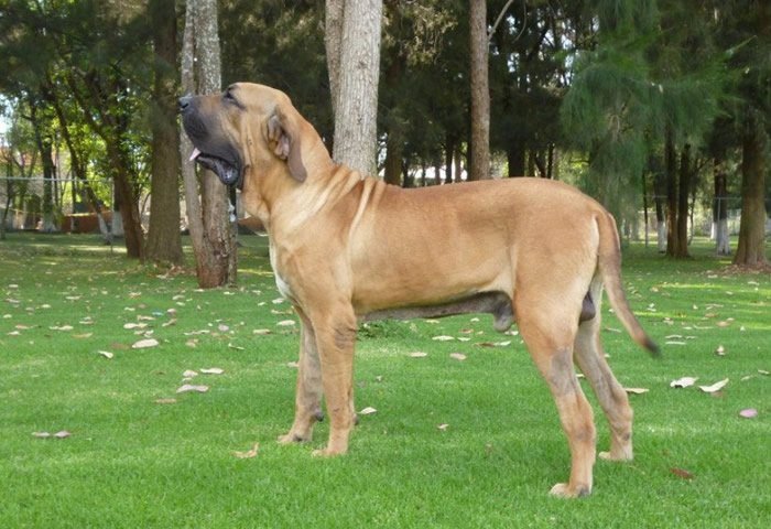 Qué características y cuidados necesita el Fila Brasilero 5 Qué características y cuidados necesita el Fila Brasilero