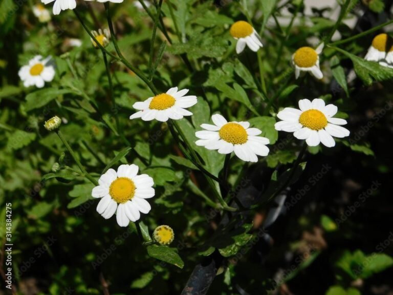 flor blanca con centro amarillo brillante