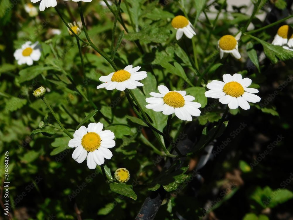 Qué tipo de flor blanca tiene un centro amarillo 3 Qué tipo de flor blanca tiene un centro amarillo