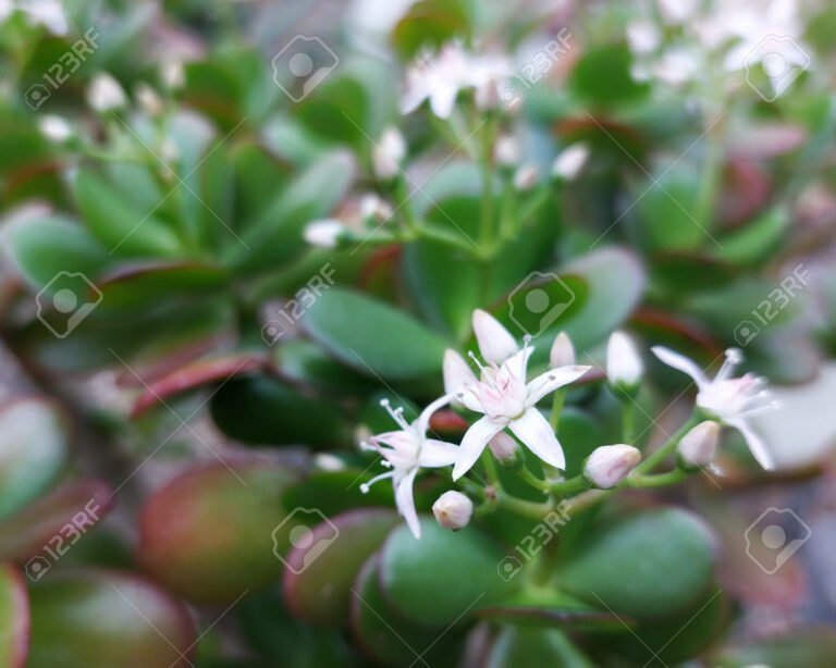 flor del arbol de jade en primer plano 1