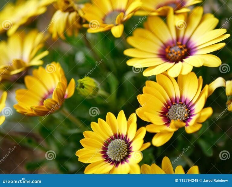 flores amarillas en un jardin vibrante