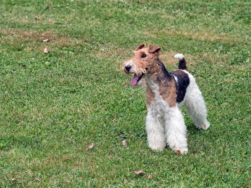 Qué características y cuidados necesita un Fox Terrier de pelo duro 4 Qué características y cuidados necesita un Fox Terrier de pelo duro