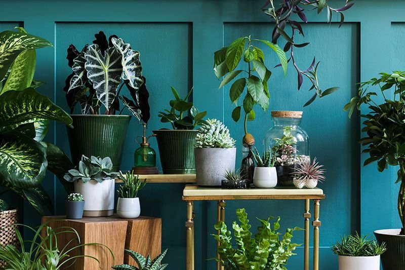 Cómo decorar una galería con plantas para crear un ambiente acogedor 5 Cómo decorar una galería con plantas para crear un ambiente acogedor