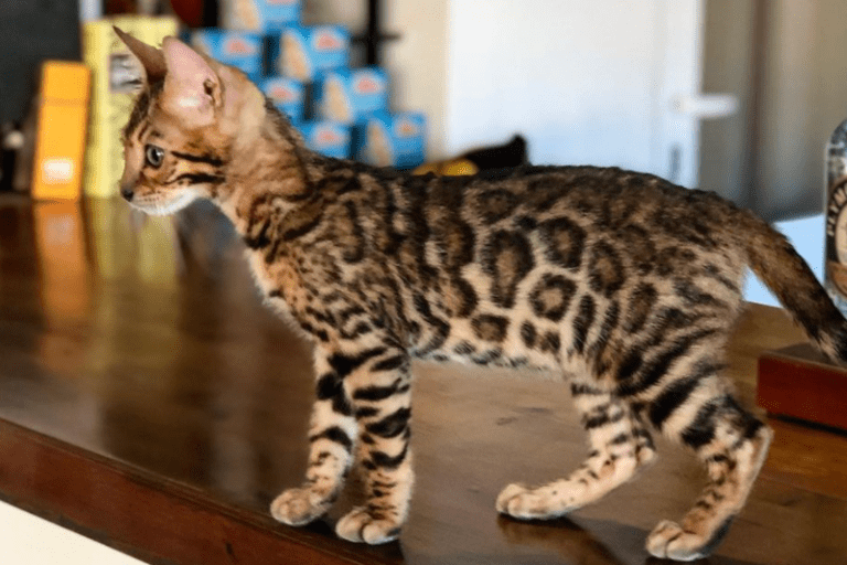 gato domestico con manchas de leopardo