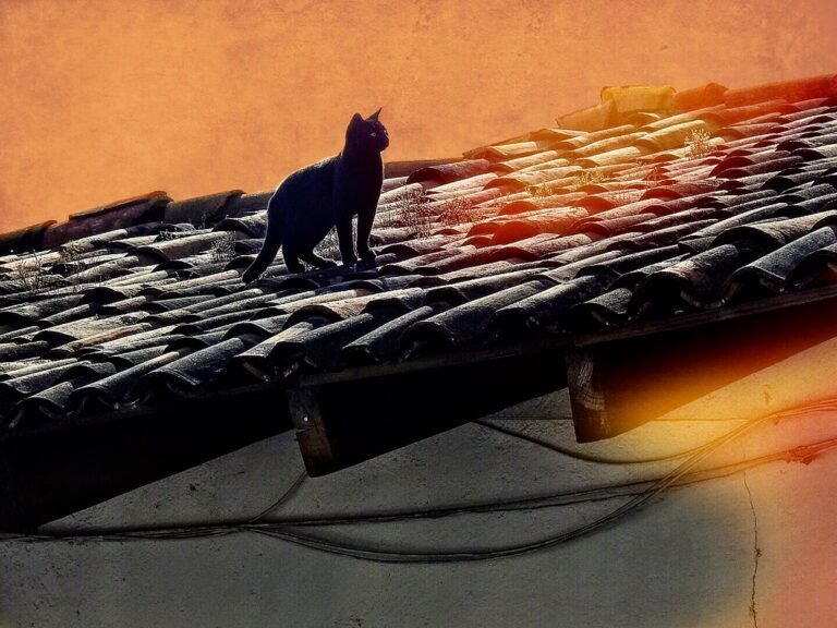 Qué temas aborda la obra "Gato sobre el tejado de zinc caliente" 22 gato en un tejado de zinc