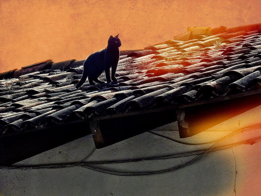 Qué temas aborda la obra "Gato sobre el tejado de zinc caliente" 3 Qué temas aborda la obra “Gato sobre el tejado de zinc caliente”