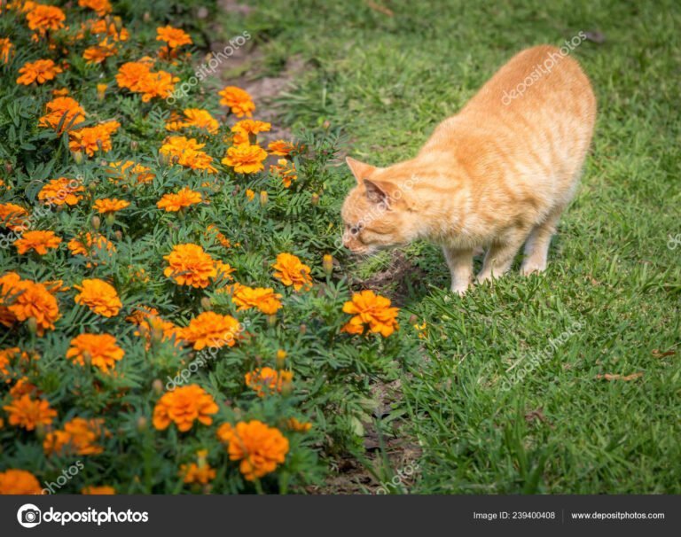 gato oliendo flores en un jardin