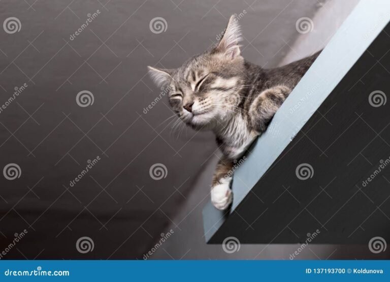 gato tranquilo durmiendo junto a una pantalla