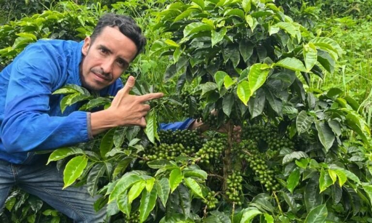 Cuál es el café más caro del mundo y qué lo hace tan especial 3 granos de cafe en una plantacion exotica