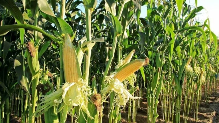 Qué tipo de harina de maíz se usa para preparar sopa paraguaya 8 granos de maiz en un campo dorado
