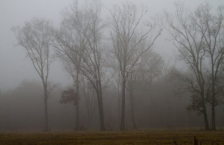 grises en un paisaje nebuloso