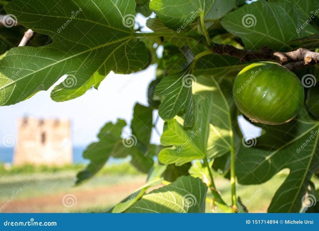 El higo es considerado una fruta o una flor en realidad