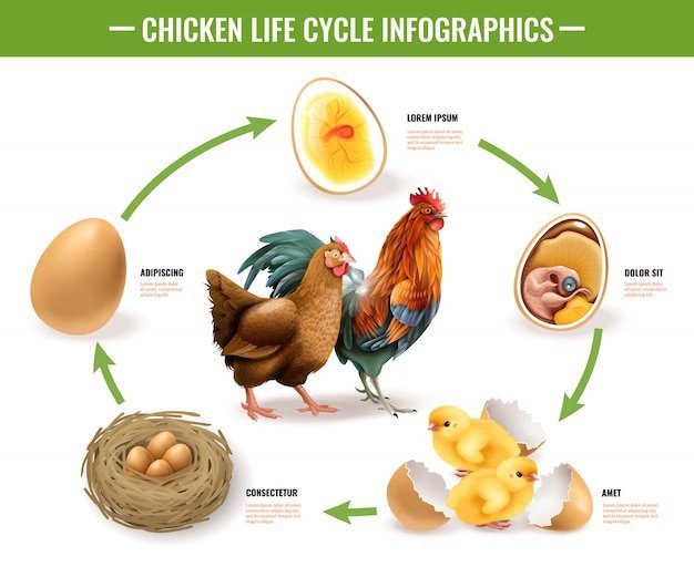 Que fue primero, el huevo o la gallina Respuestas y teorías explicadas 8 Que fue primero, el huevo o la gallina Respuestas y teorías explicadas