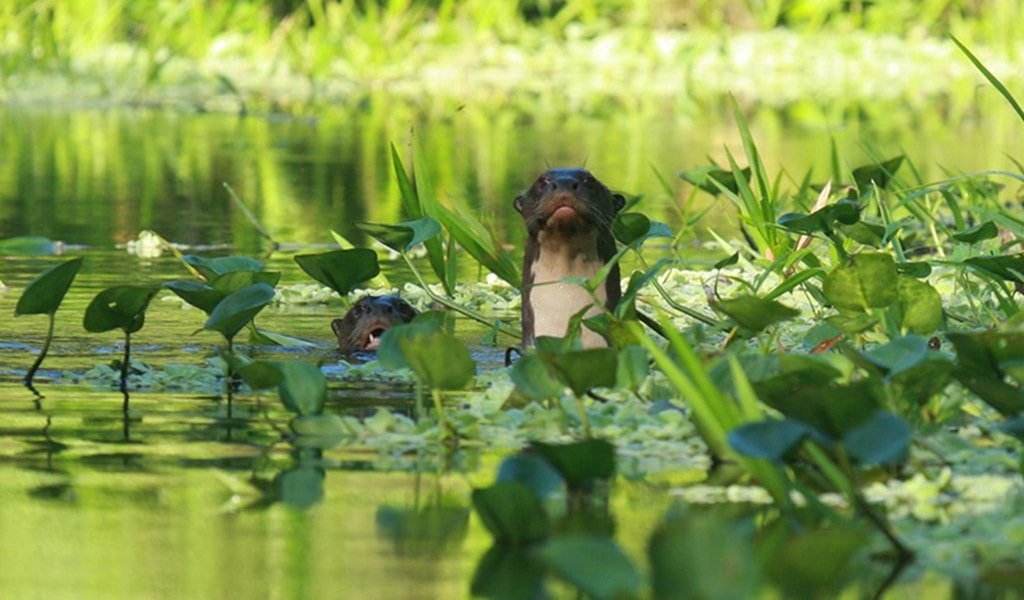 Qué son los humedales y por qué son importantes para el ecosistema 7 Qué son los humedales y por qué son importantes para el ecosistema