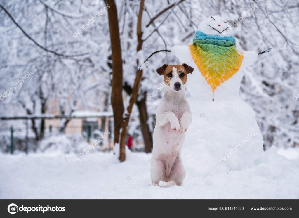 Qué características tiene el Irish Soft Coated Wheaten Terrier 3 Qué características tiene el Irish Soft Coated Wheaten Terrier