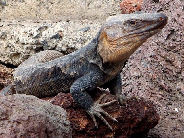 Cómo puedo sacar una lagartija de mi casa de manera efectiva 7 Cómo puedo sacar una lagartija de mi casa de manera efectiva