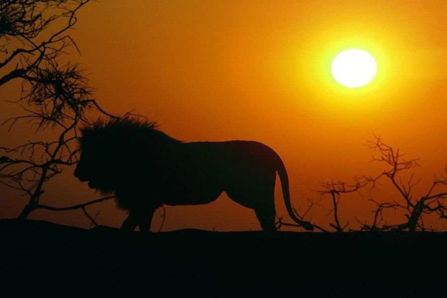 El Rey León live action: qué diferencias tiene con la película original 3 El Rey León live action: qué diferencias tiene con la película original