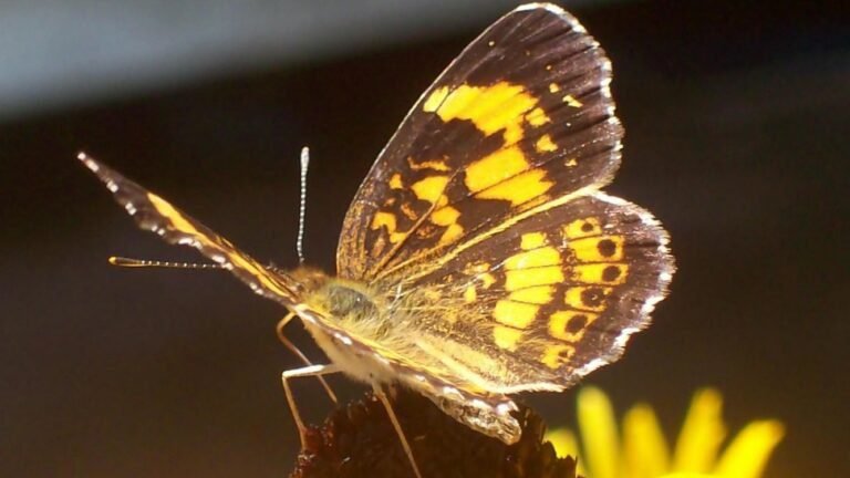 Qué significa ver una mariposa amarilla y negra en tu vida 16 mariposa amarilla y negra posada en flor