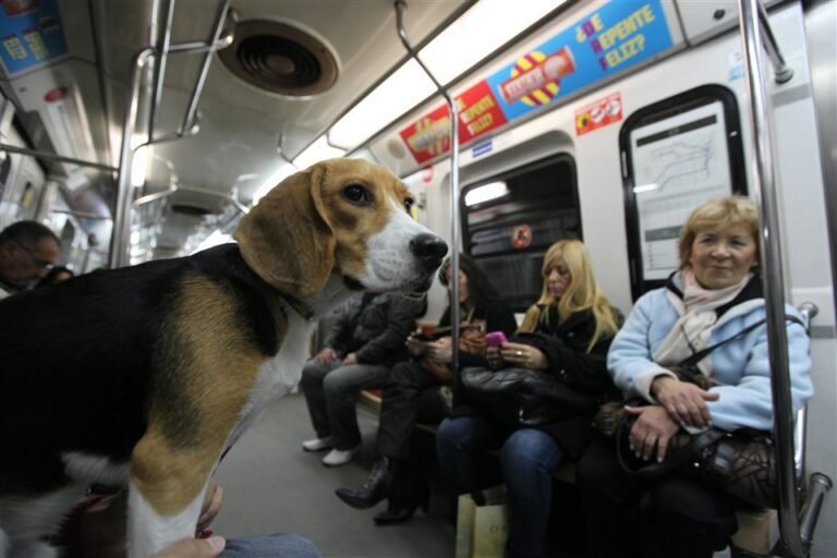 Se pueden llevar mascotas en los trenes argentinos para viajar 15 mascota feliz en un tren argentino