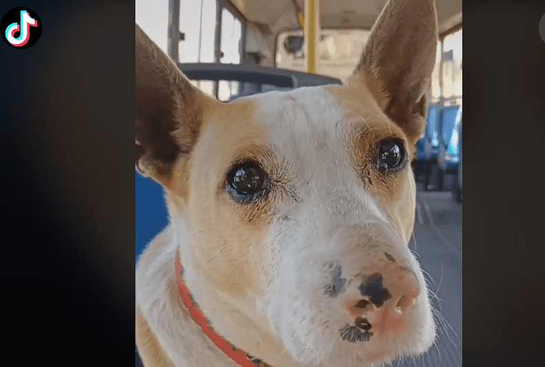 Cómo viajar con mascotas en colectivo en Argentina sin inconvenientes 5 Cómo viajar con mascotas en colectivo en Argentina sin inconvenientes
