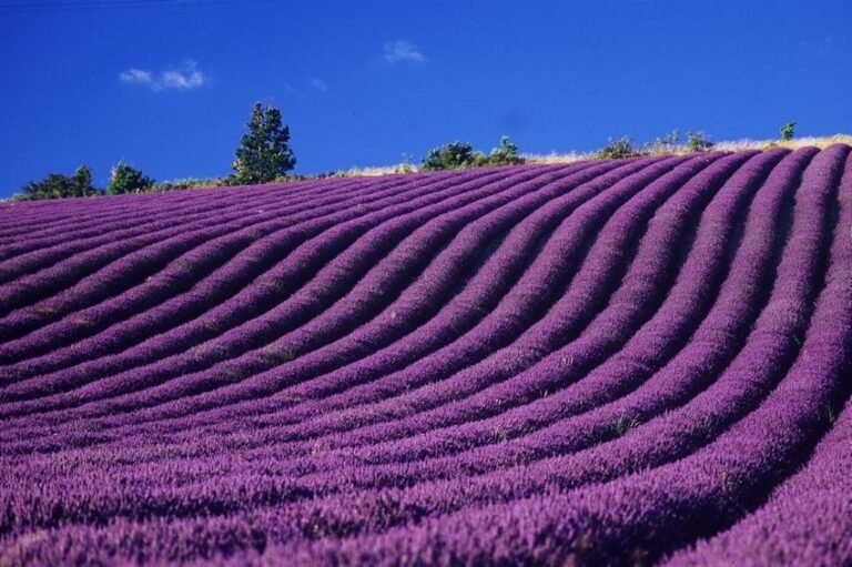 paisaje de lavanda en provence alpes cote dazur