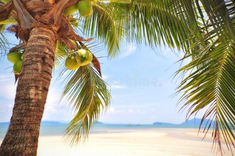 Dónde comprar agua de coco en Villa Gesell durante el verano 26 palmera con cocos en la playa