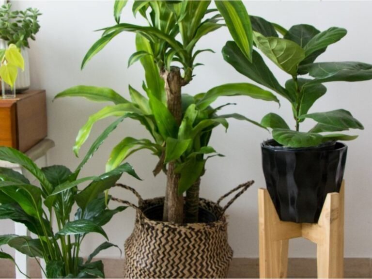 Qué cuidados necesita una planta palo de agua para crecer sana 7 palo de agua saludable en maceta