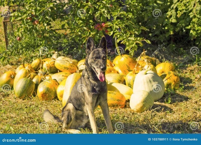 perro guardian en un jardin