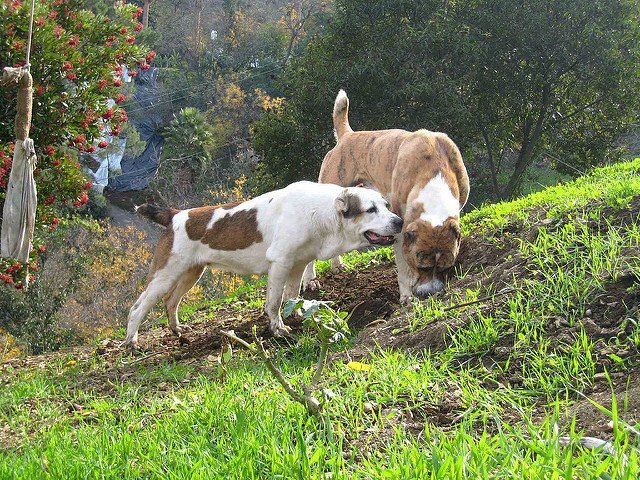 Qué características y cuidados necesita un perro pastor de Asia Central 6 Qué características y cuidados necesita un perro pastor de Asia Central