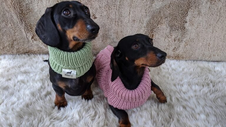 perro salchicha con ropa a la moda 1