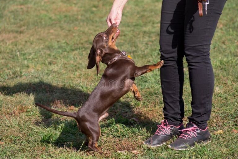 Cuántos años viven los perros salchichas y cómo cuidar su salud 18 perro salchicha jugando en el parque