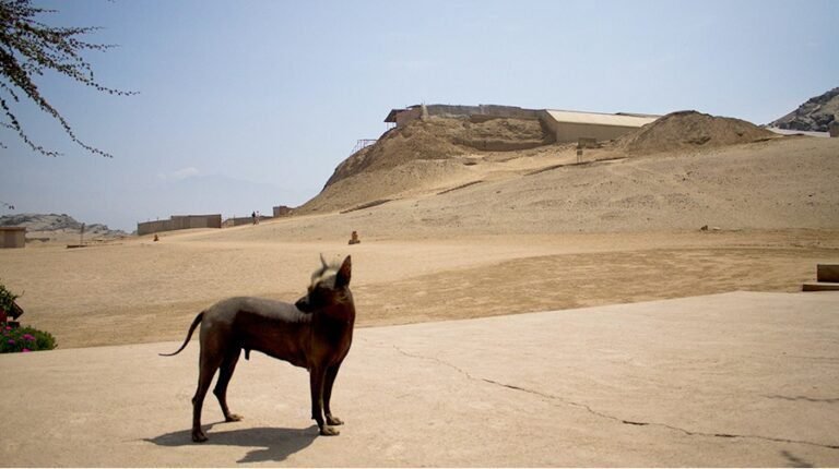 perro sin pelo del peru en un paisaje