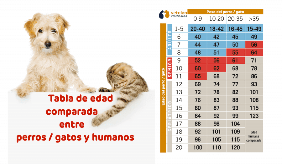 Cómo se cuentan los años de los perros en comparación con los humanos 7 Cómo se cuentan los años de los perros en comparación con los humanos