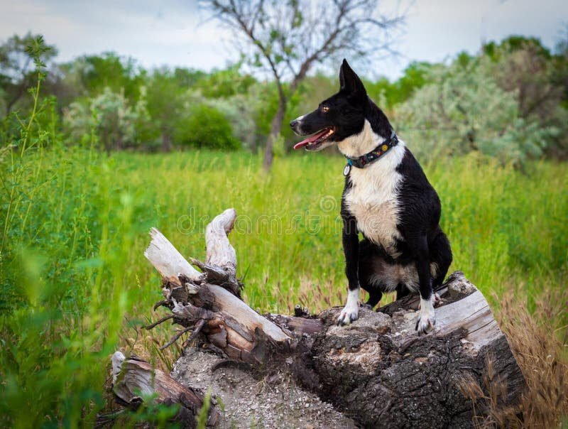 Qué razas de perros son blancas y negras Descubrilo aquí