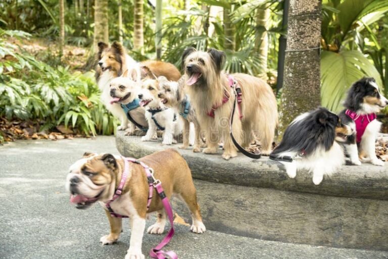 perros de raza pura en un parque